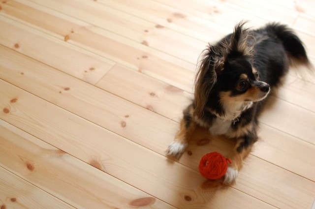 ストレス解消！愛犬と室内の遊び場で上手に遊ぶ方法をご紹介